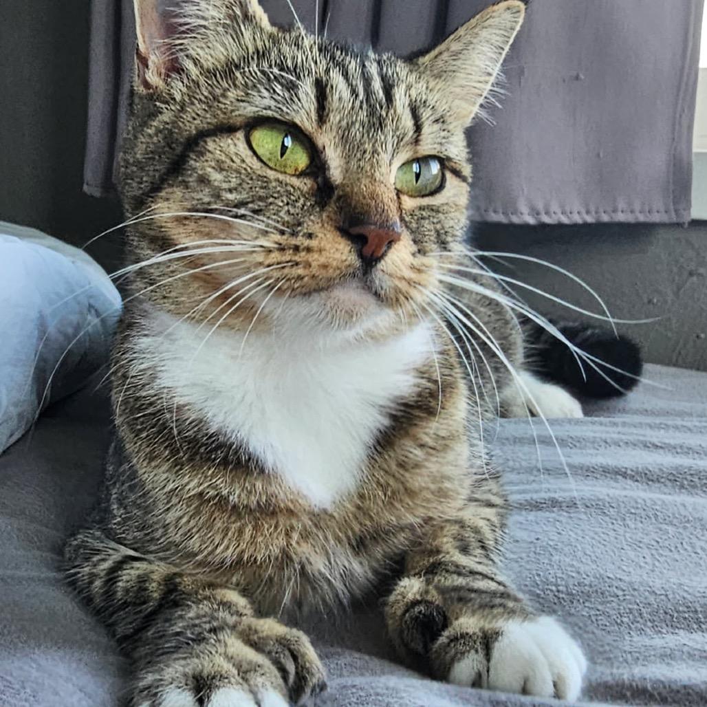 Enlarge Fergie (mom), a Adoptable Domestic Short Hair in Ferndale, WA image 5/5