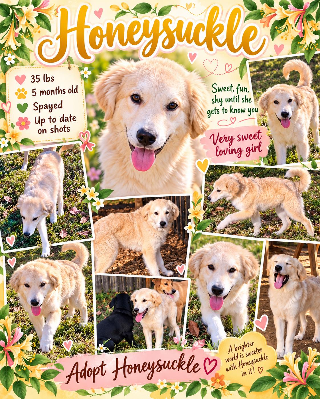 Honeysuckle, Adopted, Young Female Golden Retriever & Great Pyrenees.