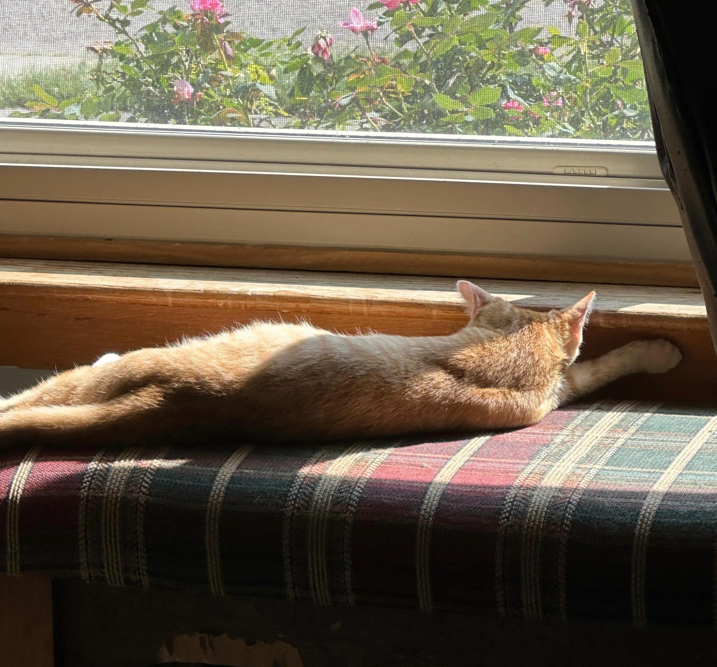 Tiny McMighty, an adopted Domestic Short Hair in Indianapolis, IN image 1/5