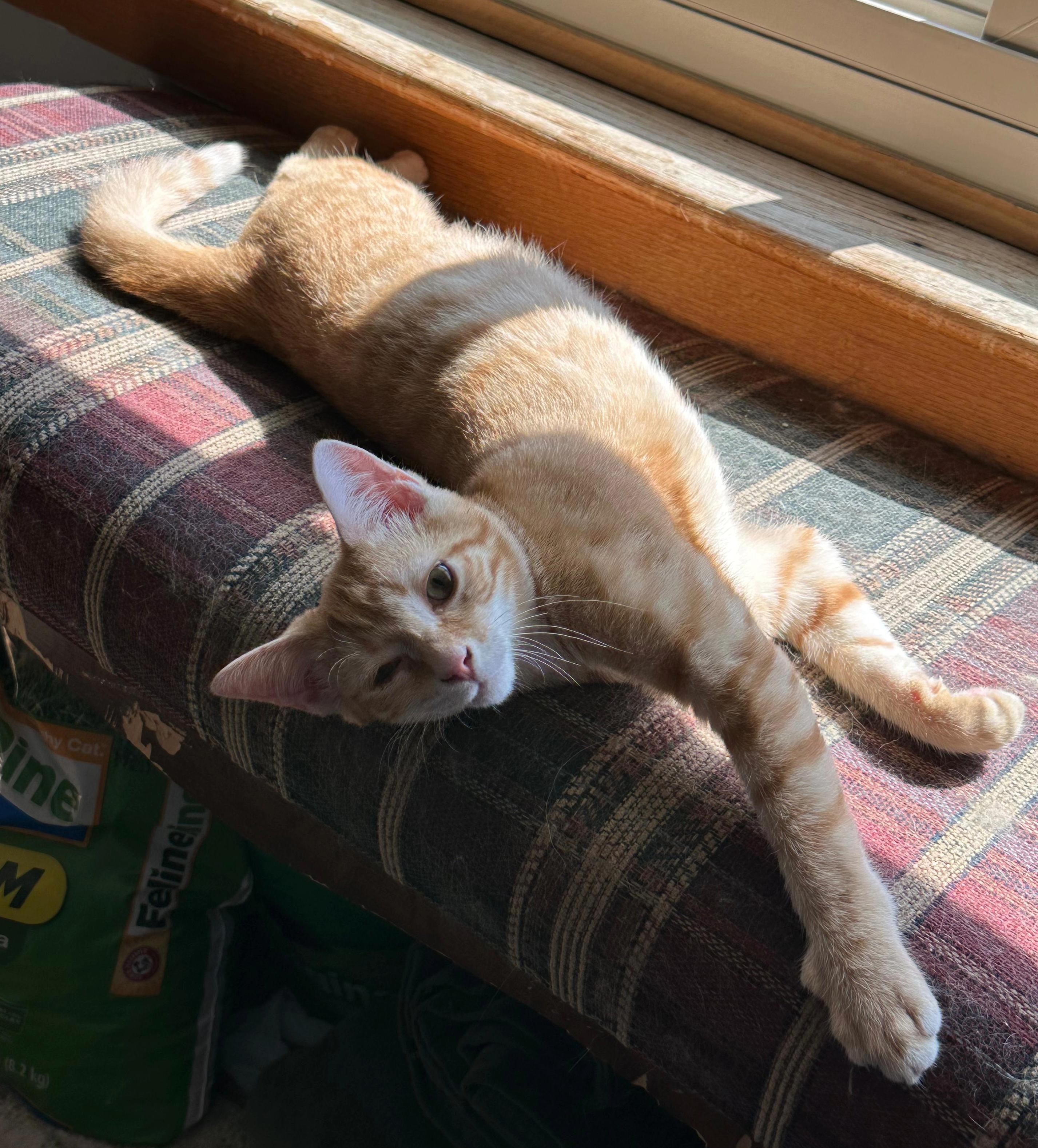 Tiny McMighty, an adopted Domestic Short Hair in Indianapolis, IN image 2/5