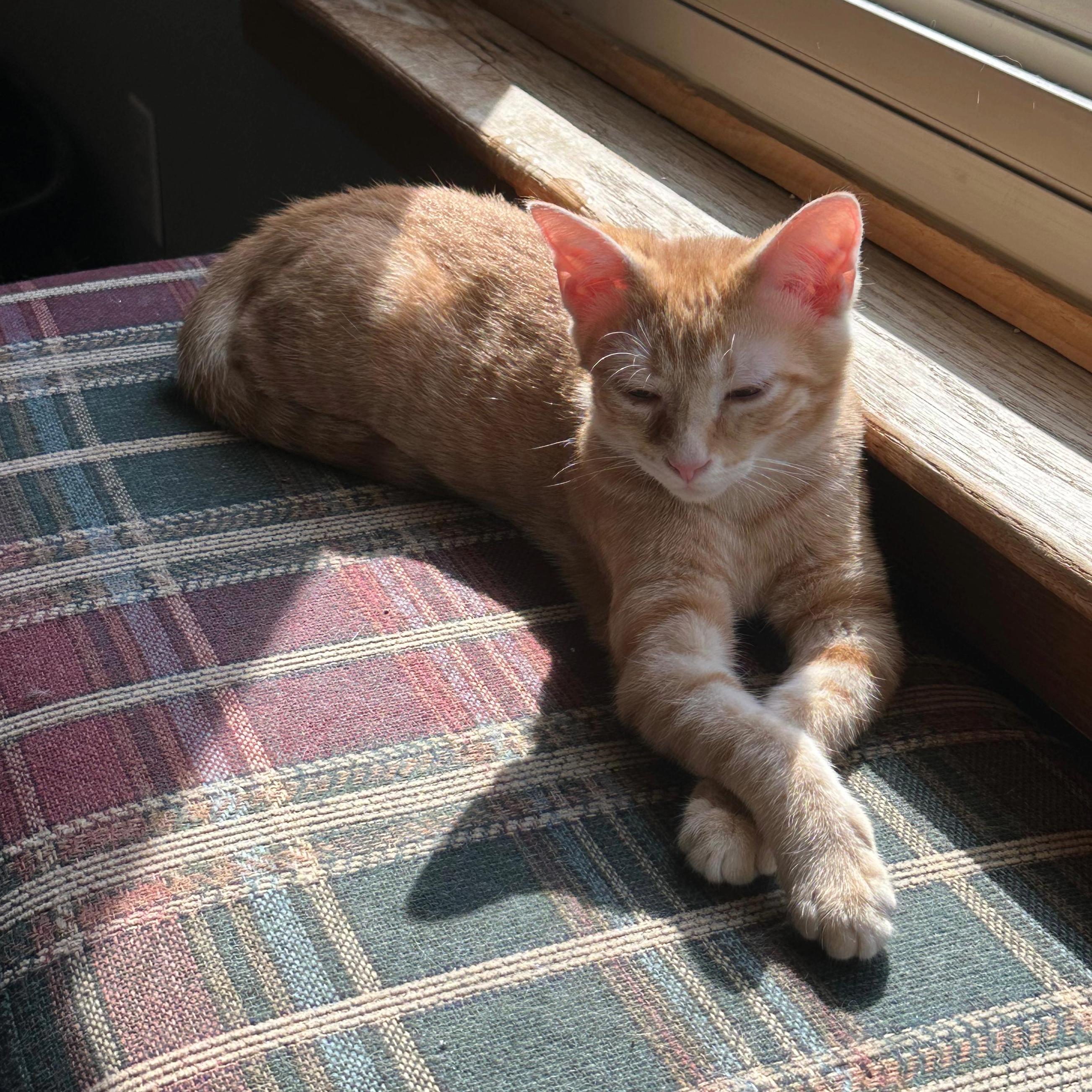 Tiny McMighty, an adopted Domestic Short Hair in Indianapolis, IN image 3/5