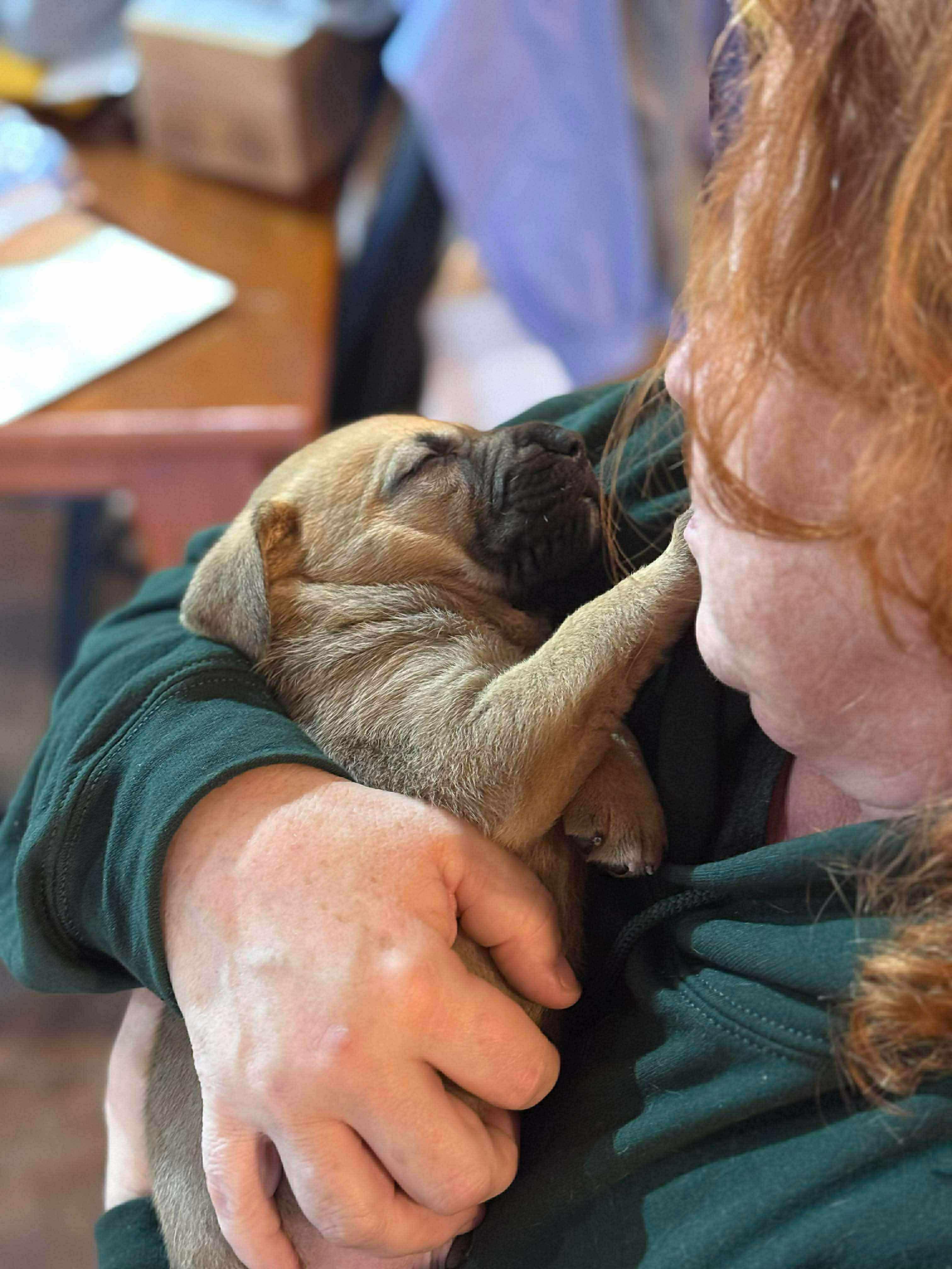 Enlarge Sage, a Adoptable mixed breed in Smithfield, RI image 2/6