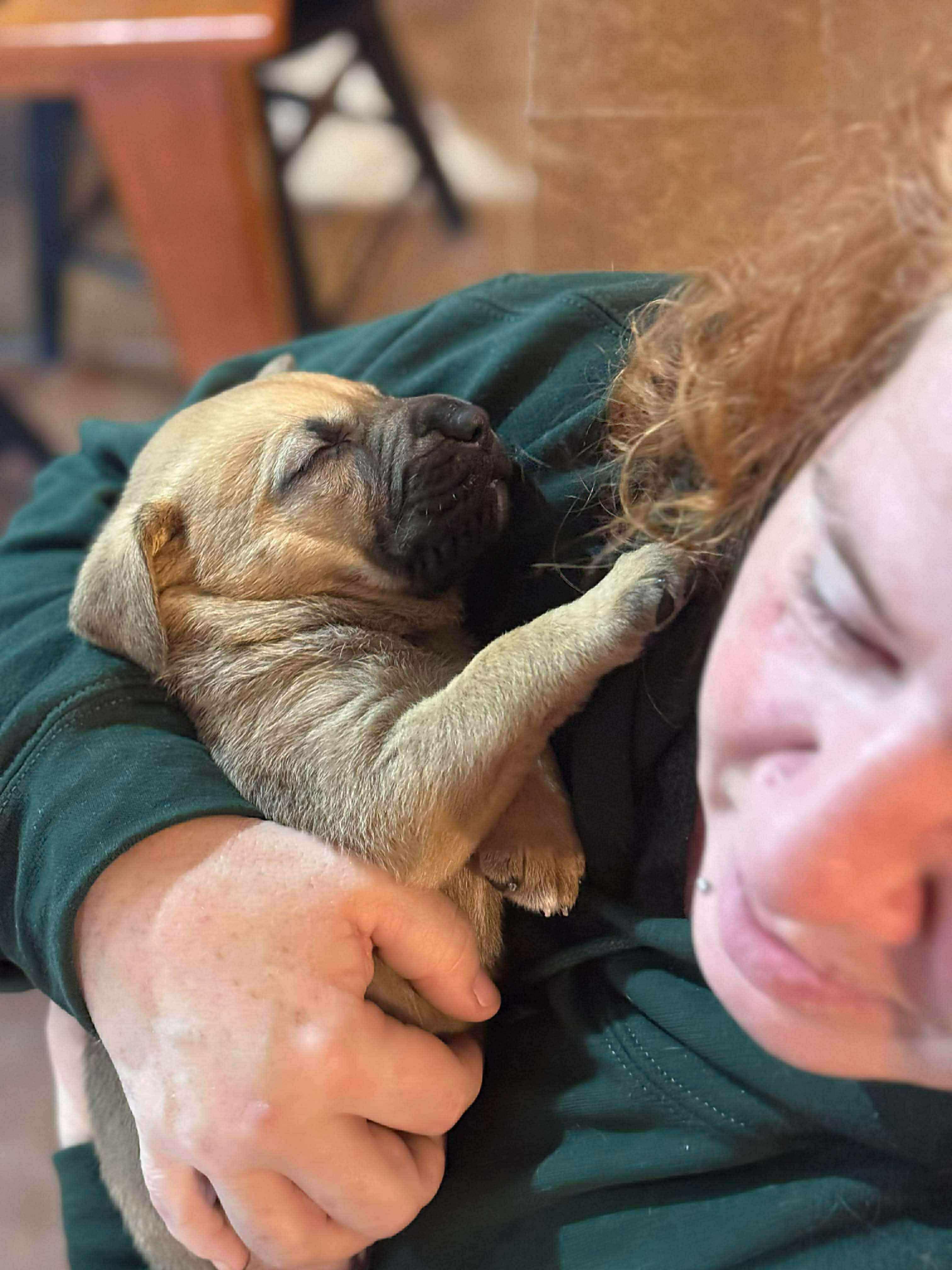 Enlarge Sage, a Adoptable mixed breed in Smithfield, RI image 3/6