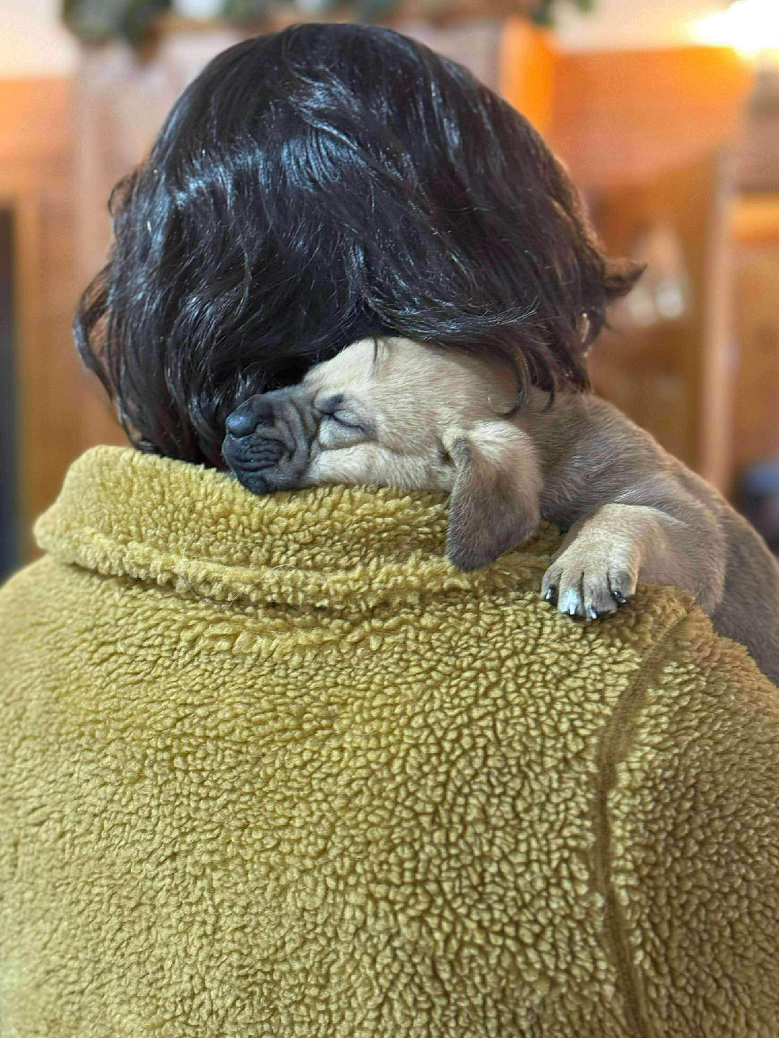 Enlarge Sage, a Adoptable mixed breed in Smithfield, RI image 6/6