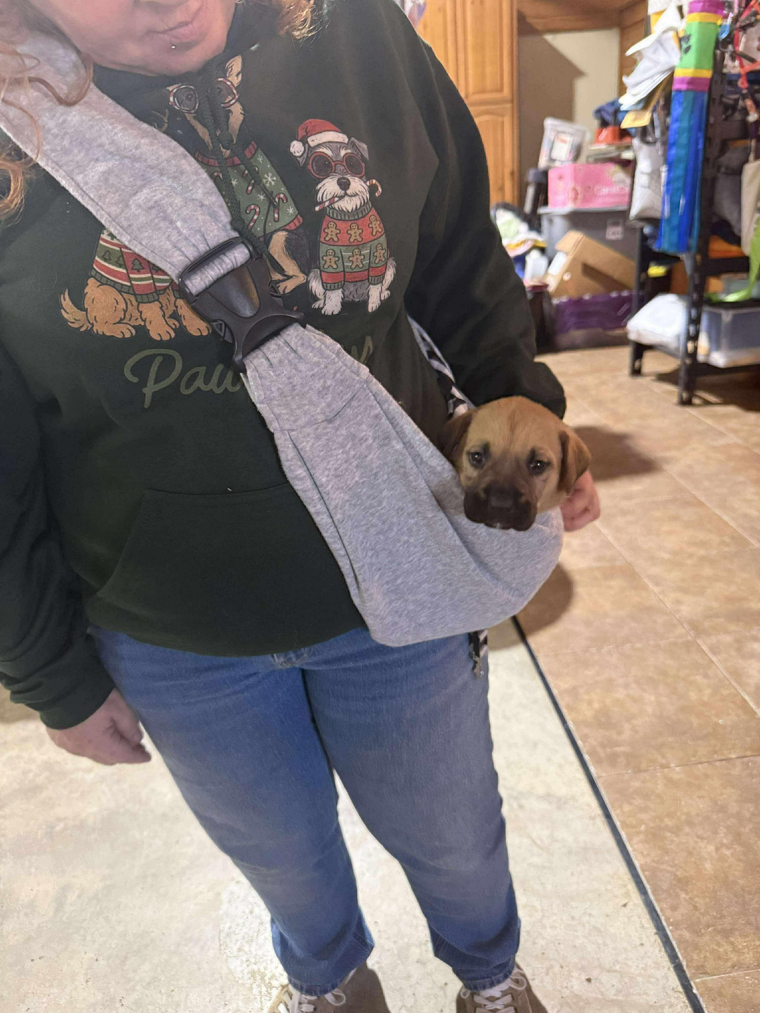 Enlarge Sage, a Adoptable mixed breed in Smithfield, RI image 5/6