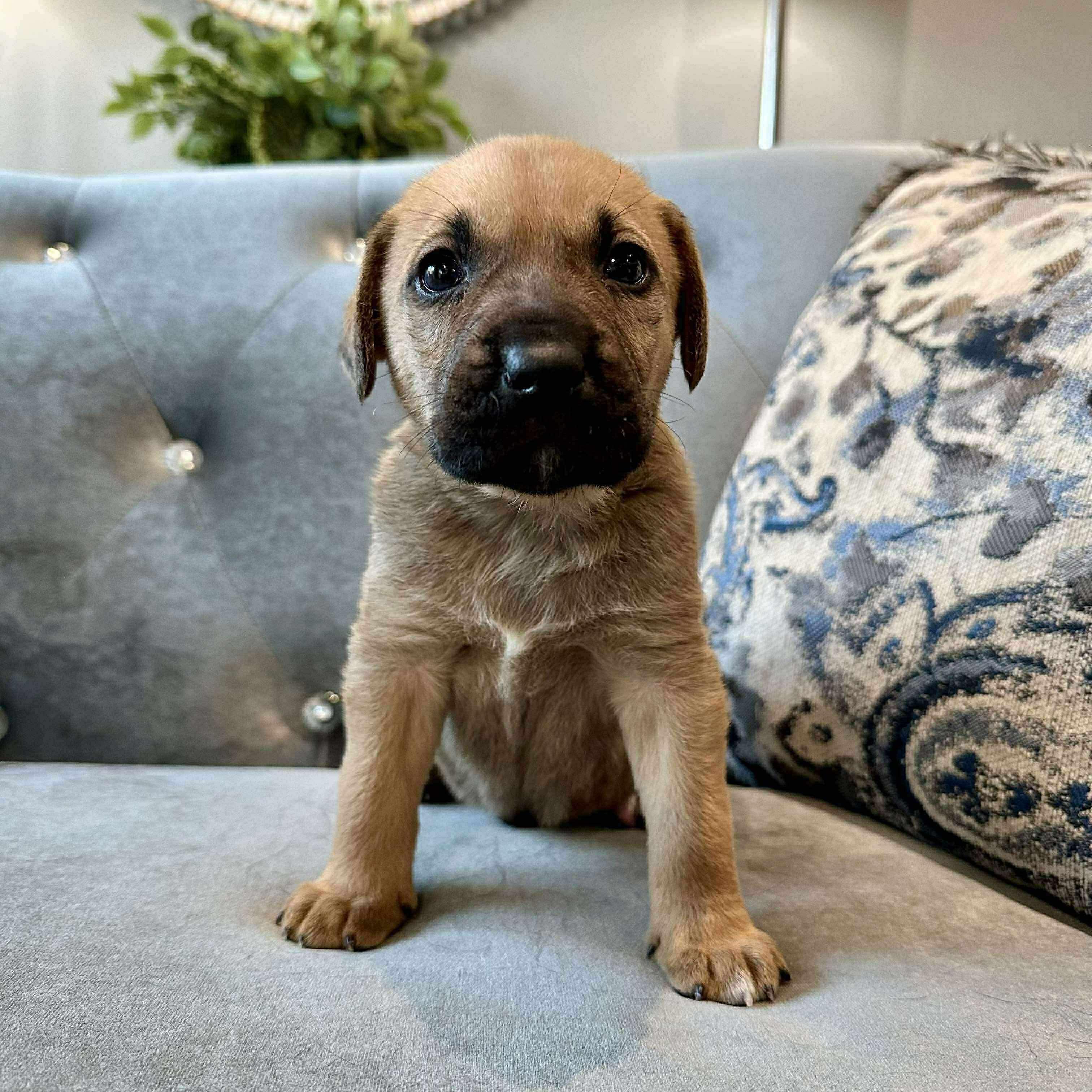 Enlarge Sage, a Adoptable mixed breed in Smithfield, RI image 1/6