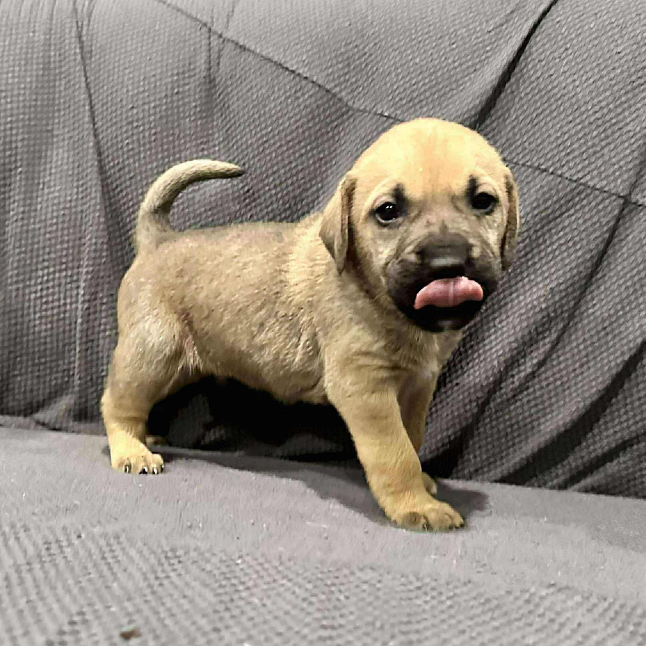 Enlarge Sage, a Adoptable mixed breed in Smithfield, RI image 4/6