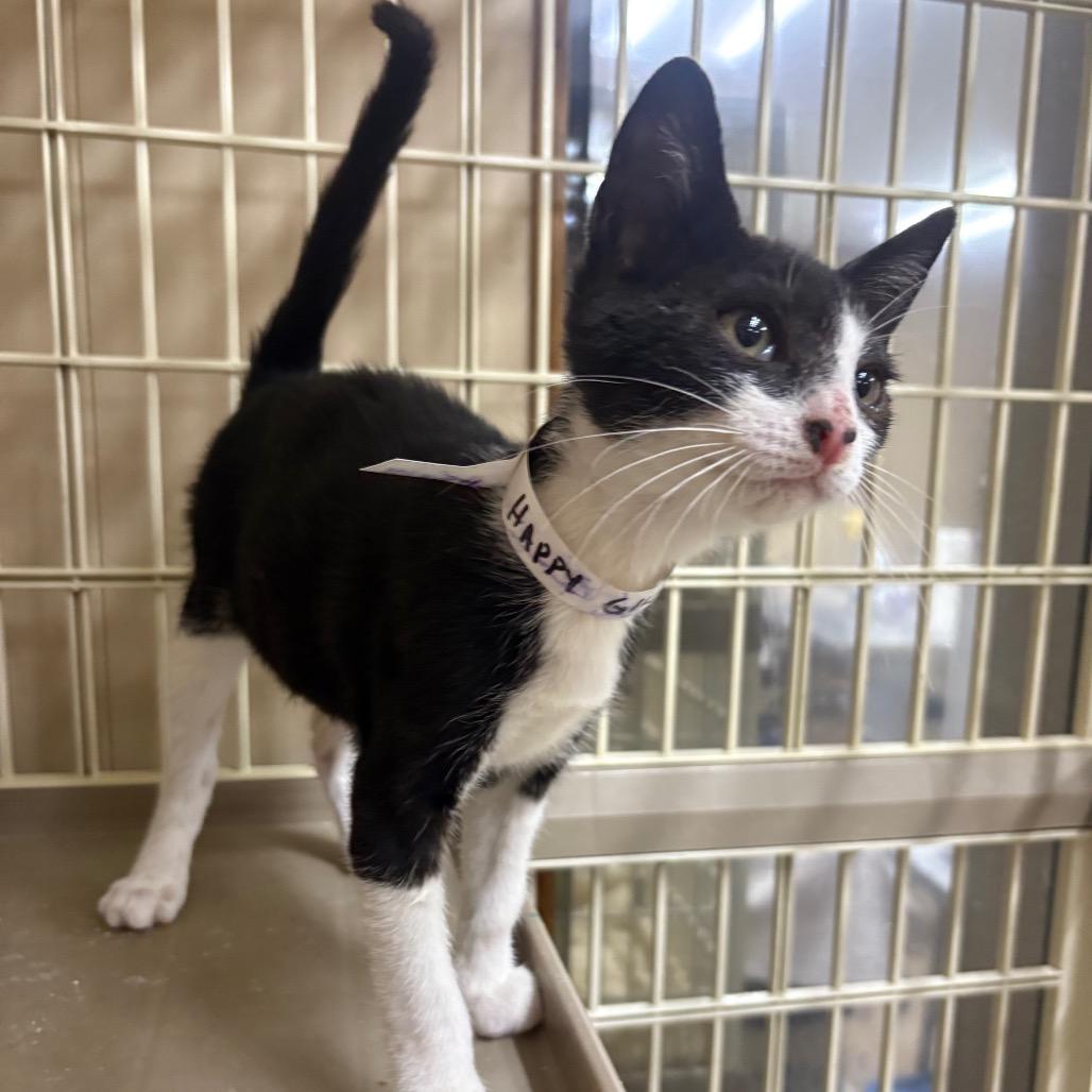 Happy Gilmore, Adoptable, Kitten Male Domestic Short Hair.