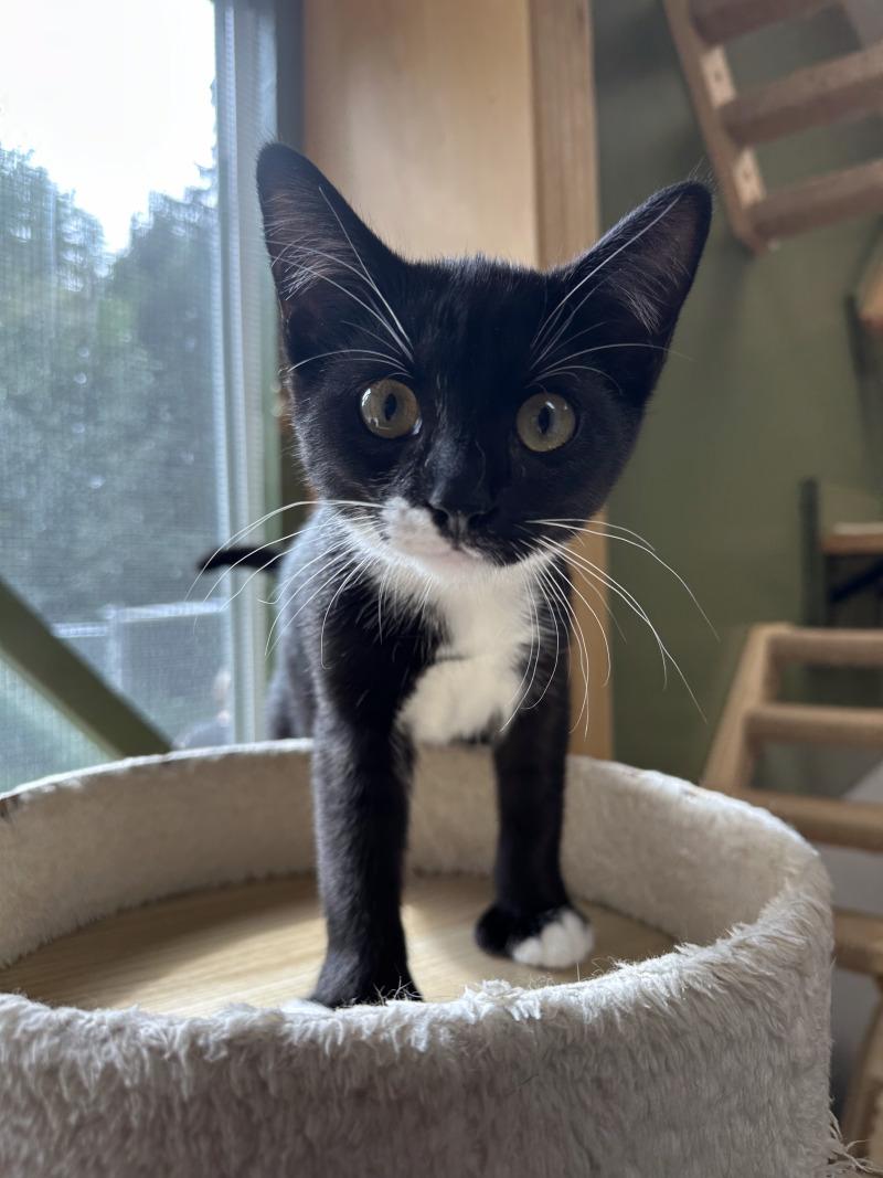 Enlarge Grace, a Adoptable Domestic Short Hair in Haines, AK image 1/1