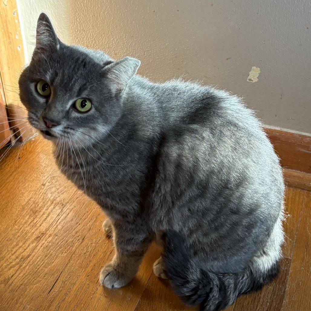 Enlarge Triscuit- 1100Worley14, a Adoptable Domestic Short Hair in Columbia, MO image 1/2