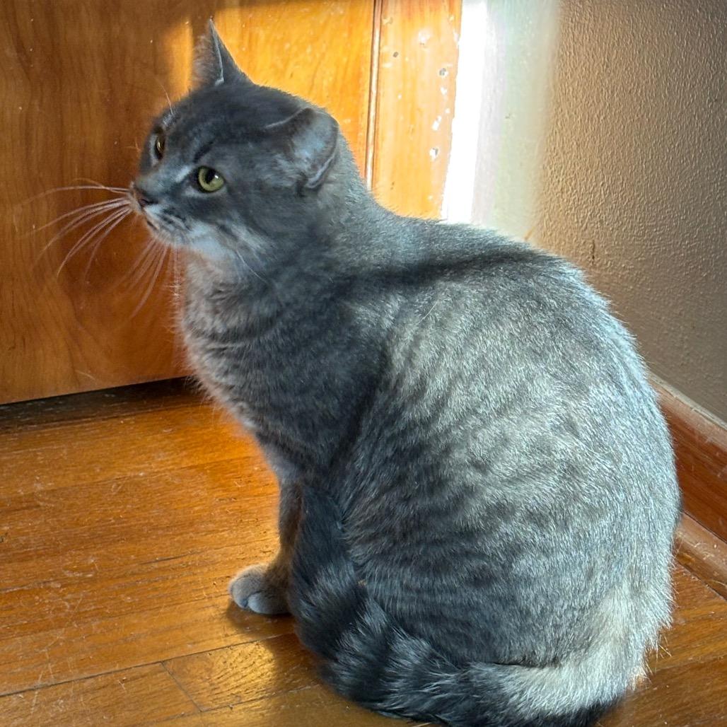 Enlarge Triscuit- 1100Worley14, a Adoptable Domestic Short Hair in Columbia, MO image 2/2