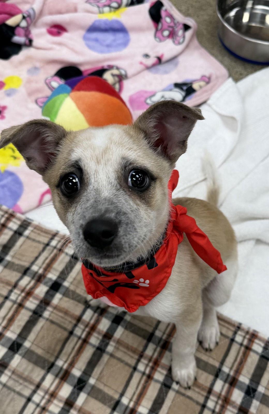 Enlarge Joanie, a Adoptable Cattle Dog in Seattle, WA image 1/3