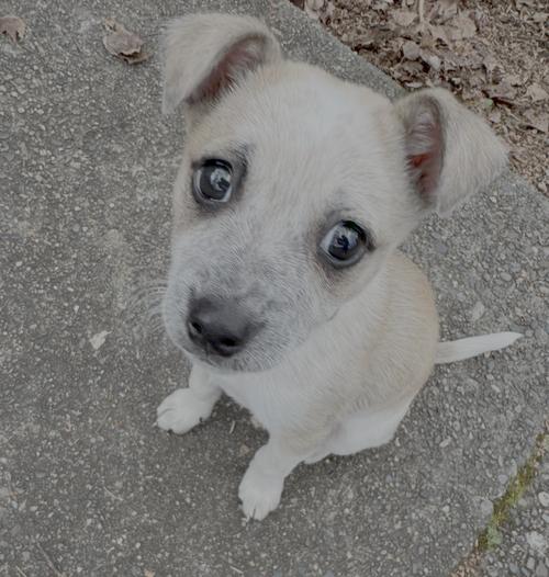 Enlarge Joanie, a Adoptable Cattle Dog in Seattle, WA image 2/3