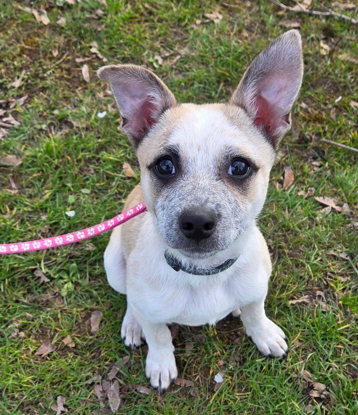 Joanie, Adoptable, Puppy Female Cattle Dog & Corgi.