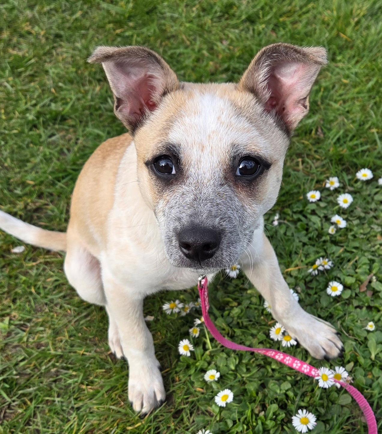 Enlarge Joanie, a Adoptable mixed breed in Seattle, WA image 2/3