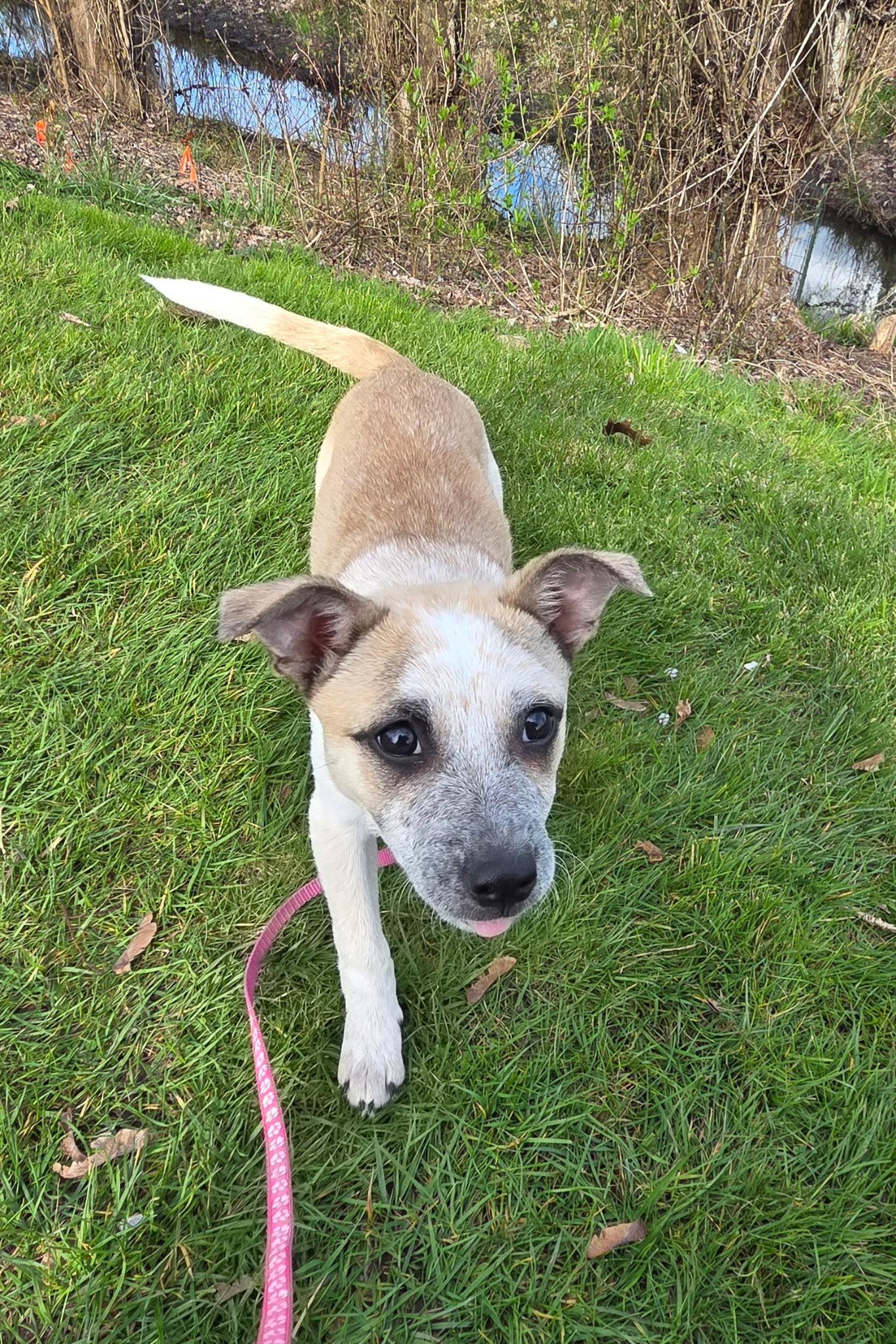 Enlarge Joanie, a Adoptable mixed breed in Seattle, WA image 3/3