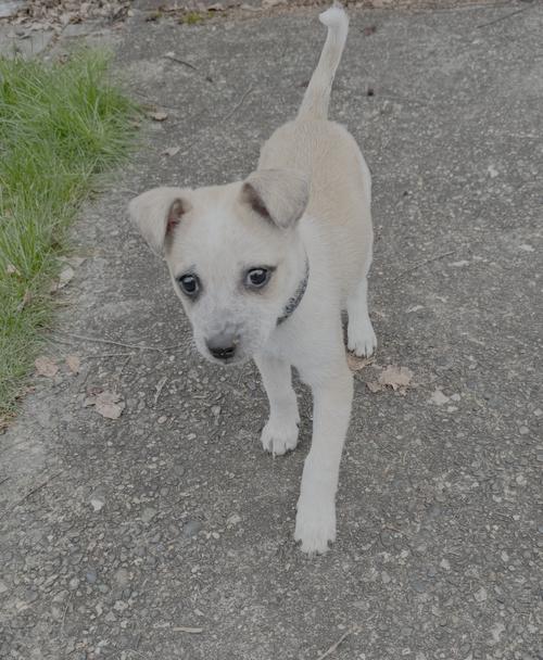 Enlarge Joanie, a Adoptable Cattle Dog in Seattle, WA image 3/3