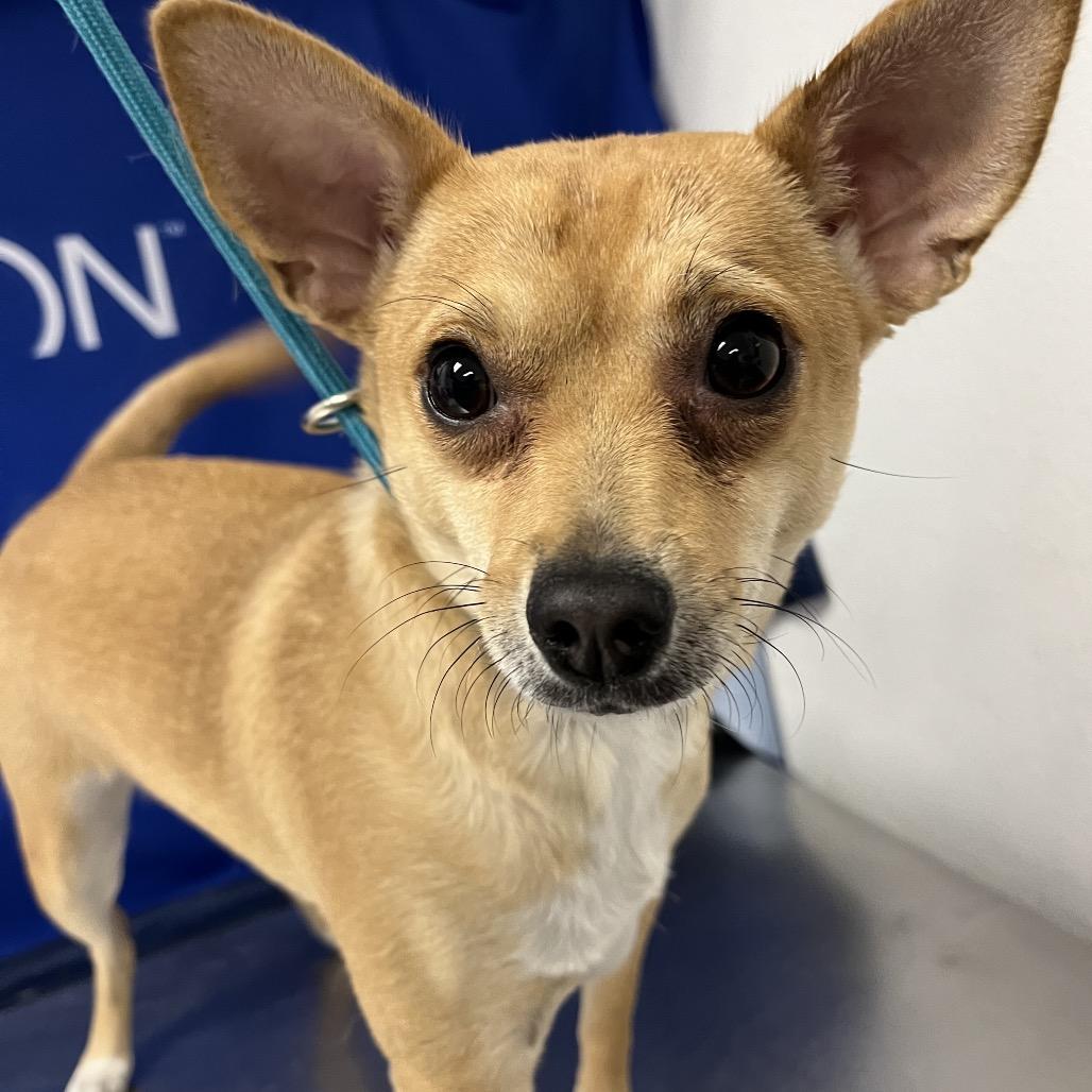 Ginger, Adoptable, Young Female Chihuahua.
