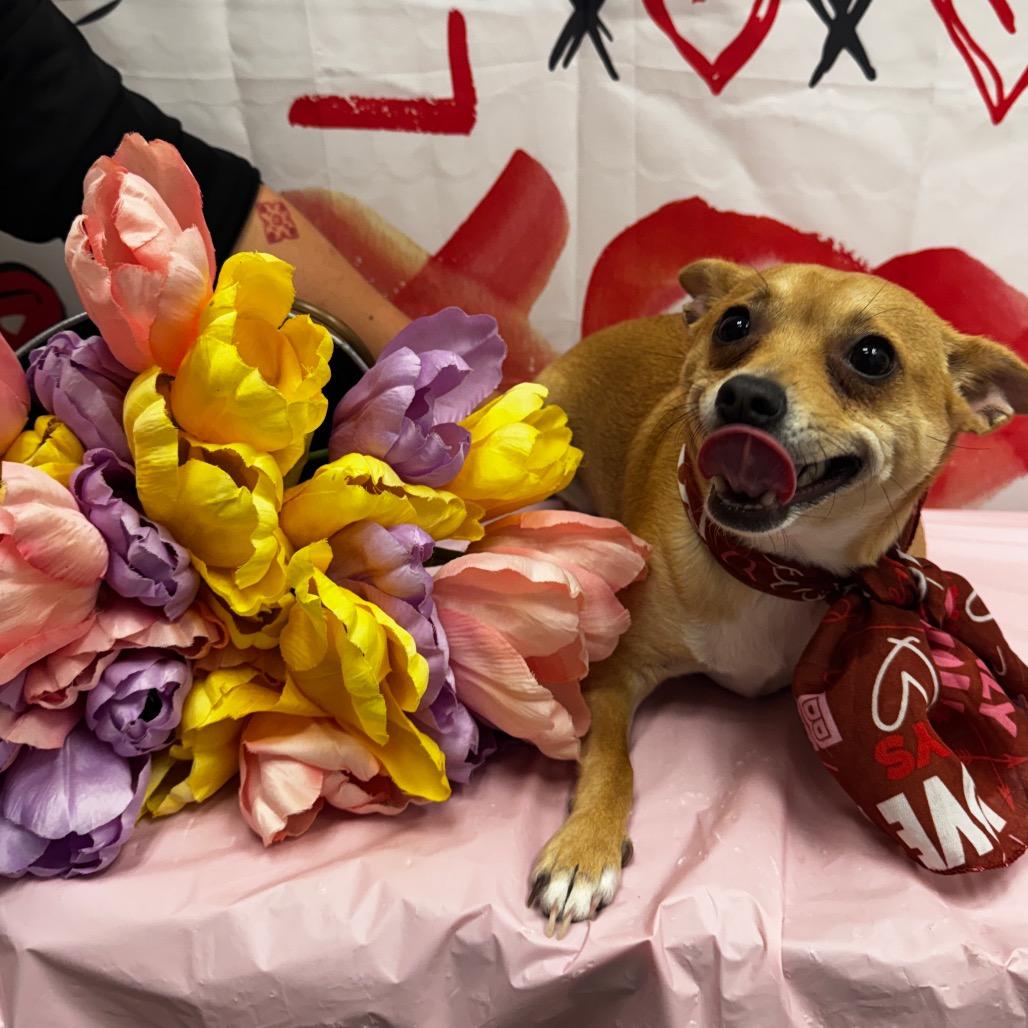 Ginger, a Adoptable Chihuahua in Henderson, NV image 2/2