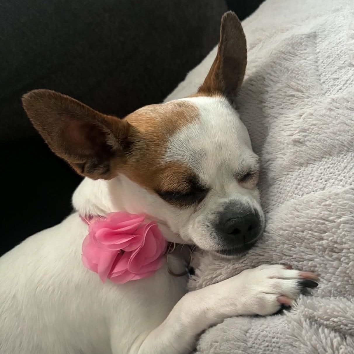 Enlarge Katy, a Adoptable Chihuahua in Cherry Hill, NJ image 2/6