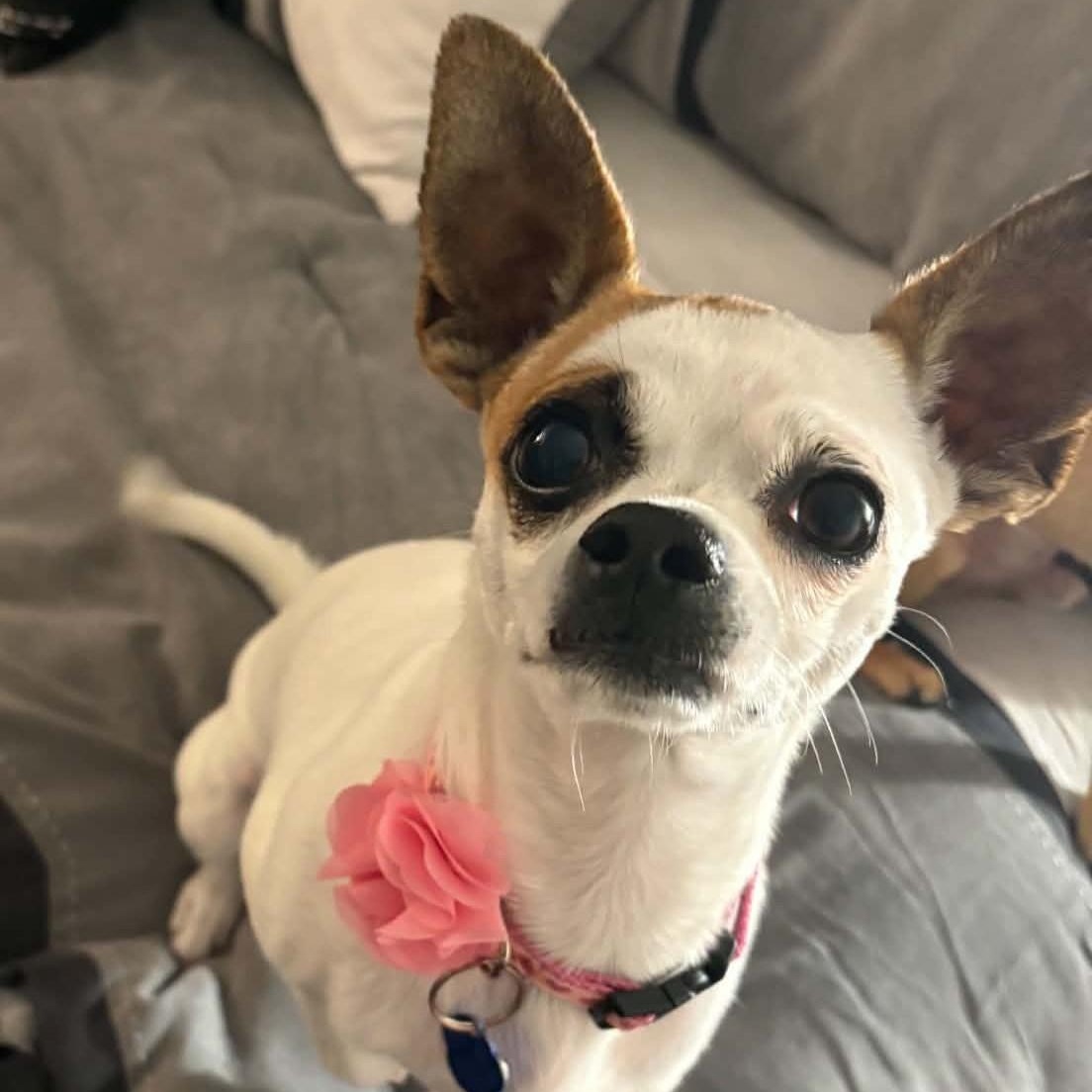 Enlarge Katy, a Adoptable Chihuahua in Cherry Hill, NJ image 1/6