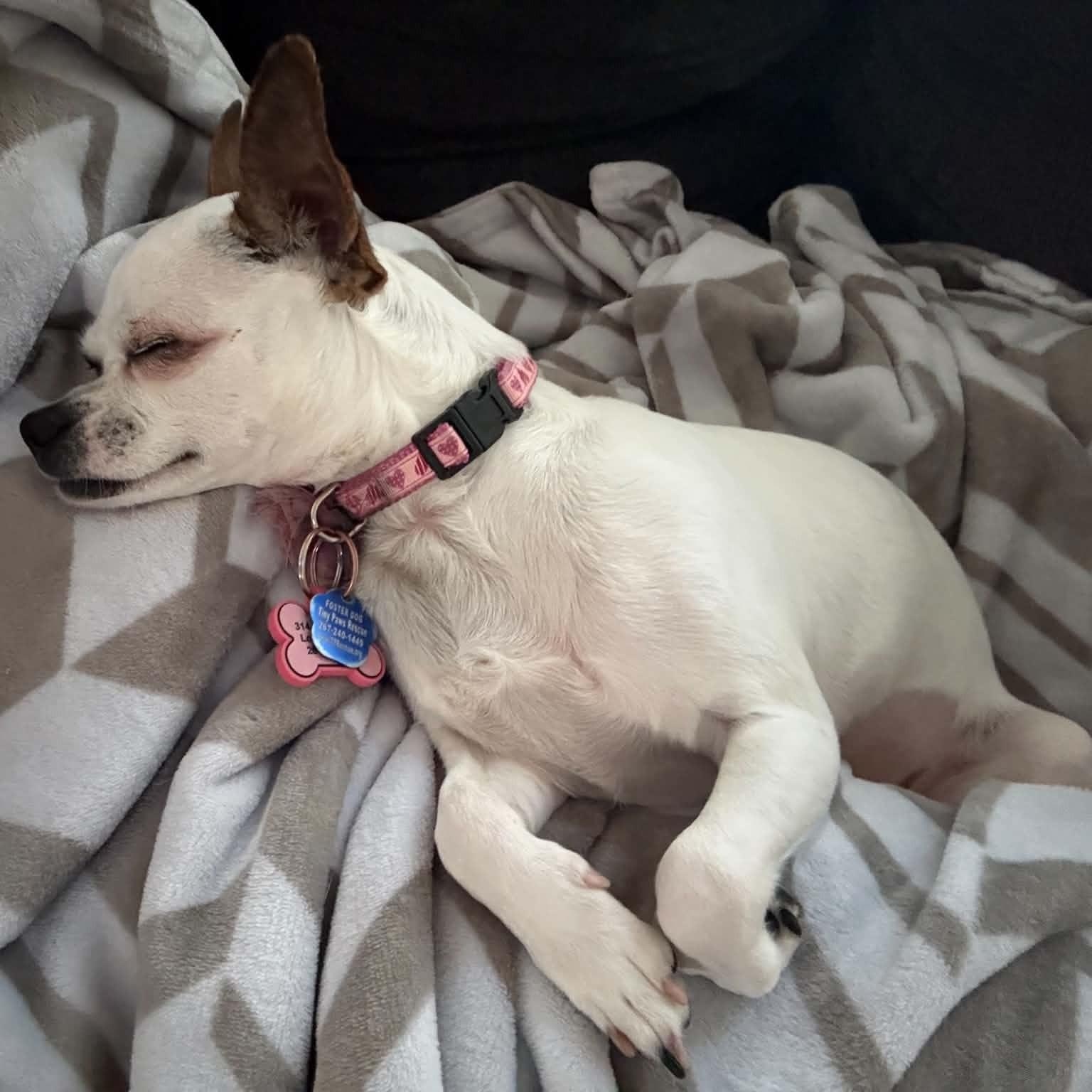 Enlarge Katy, a Adoptable Chihuahua in Cherry Hill, NJ image 5/6