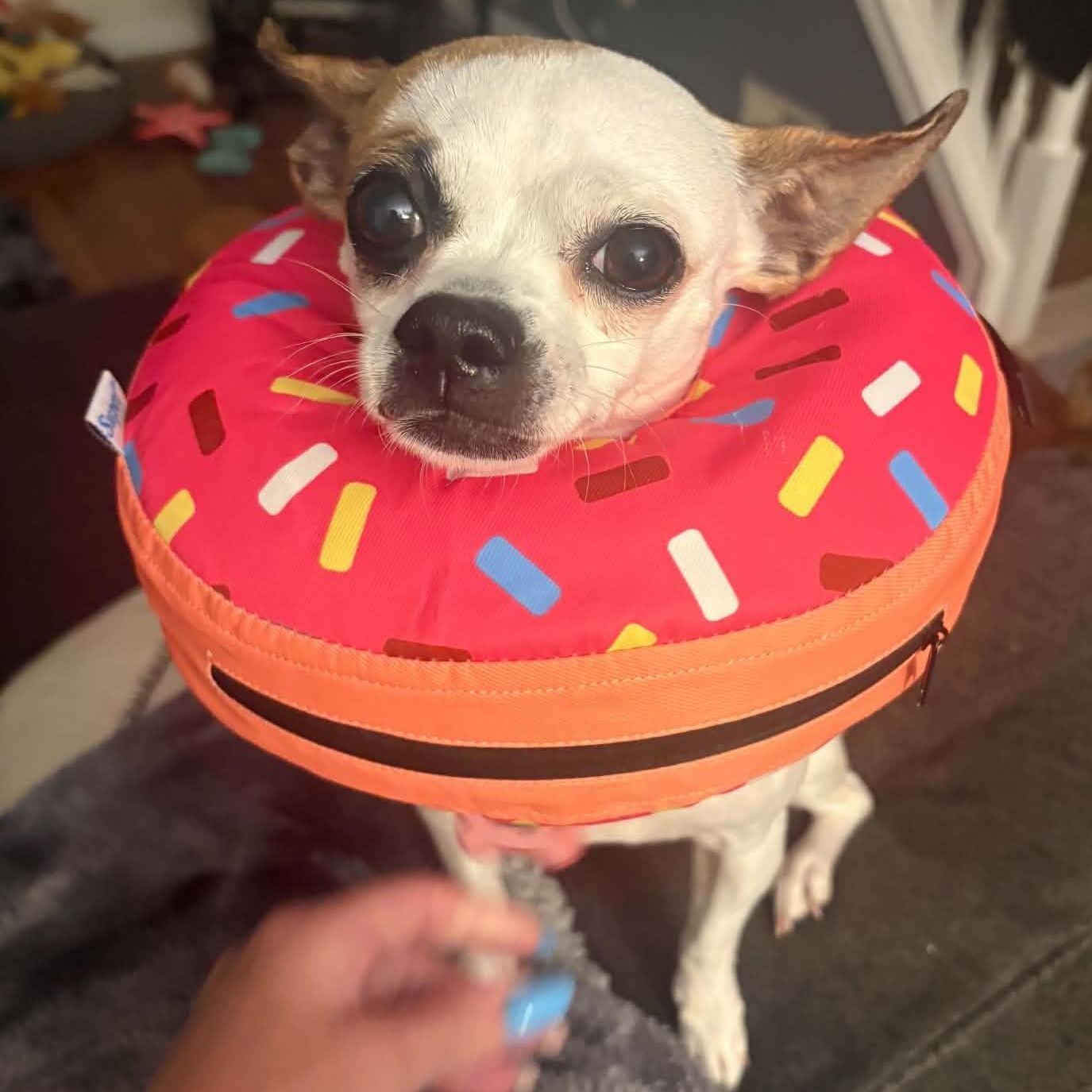 Enlarge Katy, a Adoptable Chihuahua in Cherry Hill, NJ image 4/6