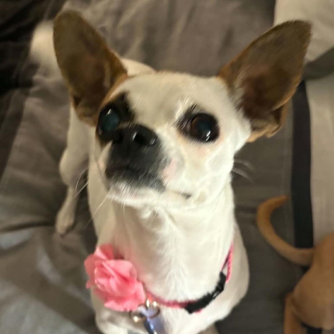 Enlarge Katy, a Adoptable Chihuahua in Cherry Hill, NJ image 3/6