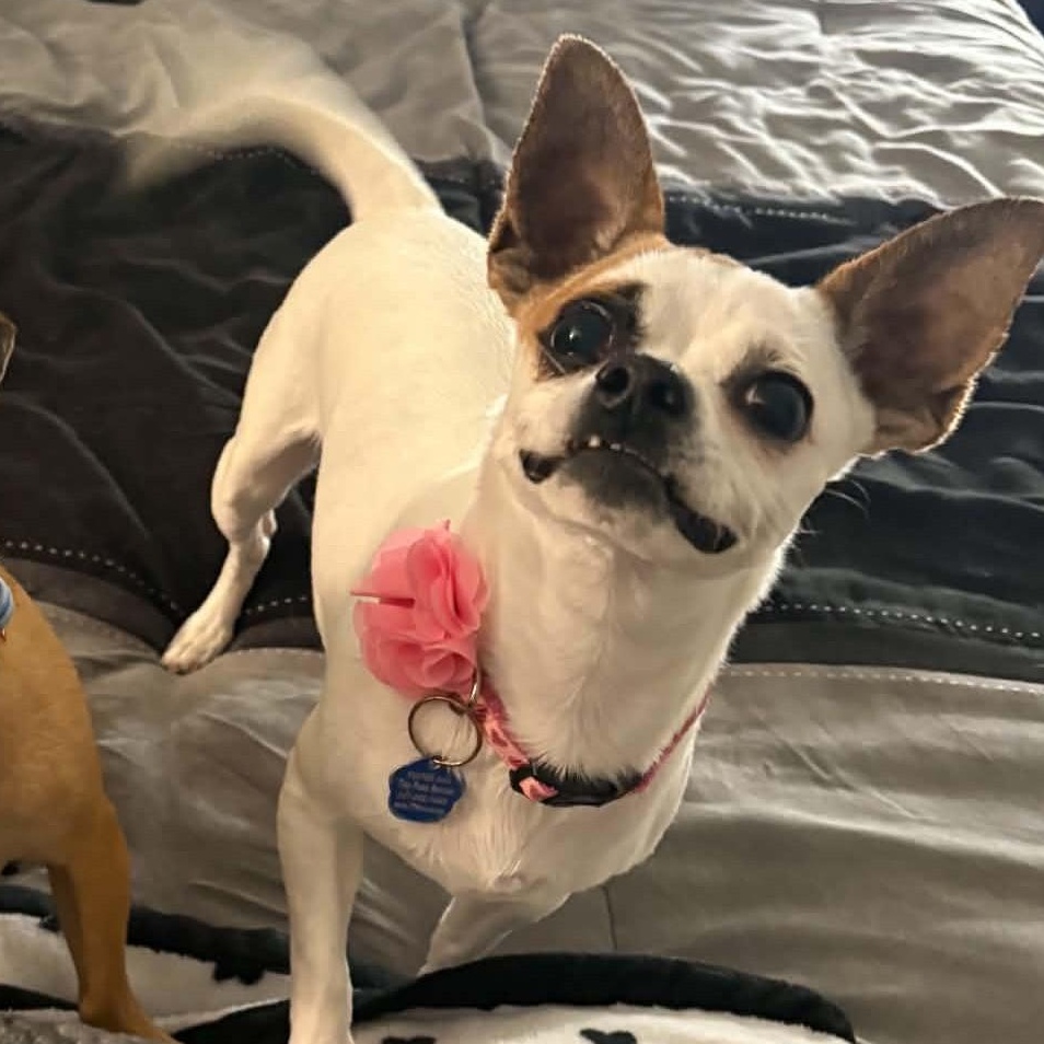 Enlarge Katy, a Adoptable Chihuahua in Cherry Hill, NJ image 6/6
