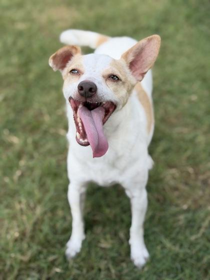 Coco, Adoptable, Adult Male Chihuahua & Mixed Breed.