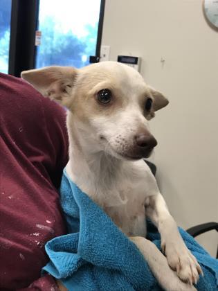 Enlarge Coco, a Adoptable mixed breed in Irving, TX image 2/3