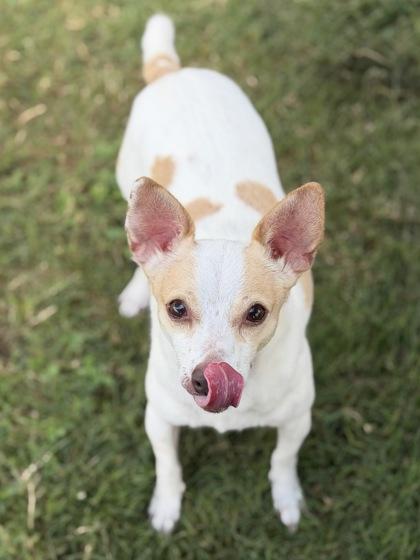 Enlarge Coco, a Adoptable mixed breed in Irving, TX image 3/3