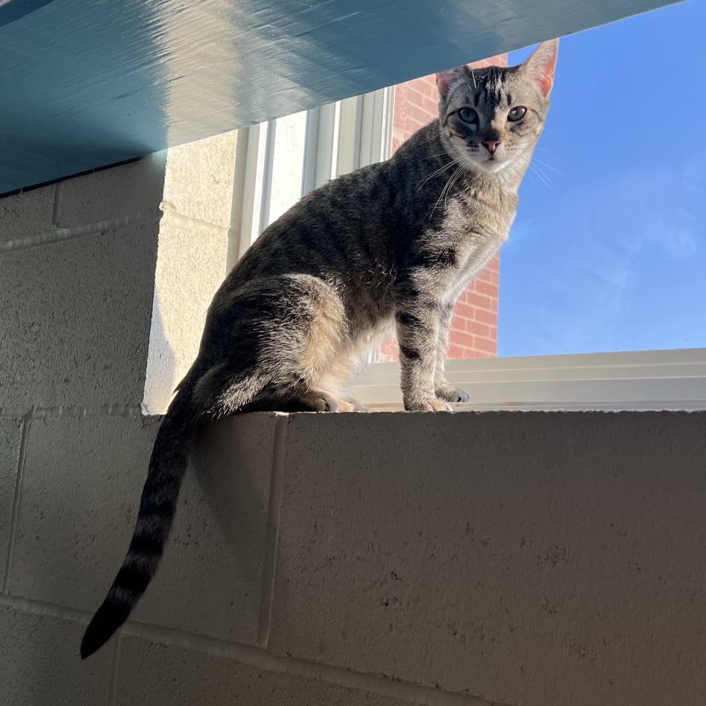 Tid Bit, Adoptable, Adult Female Domestic Short Hair.