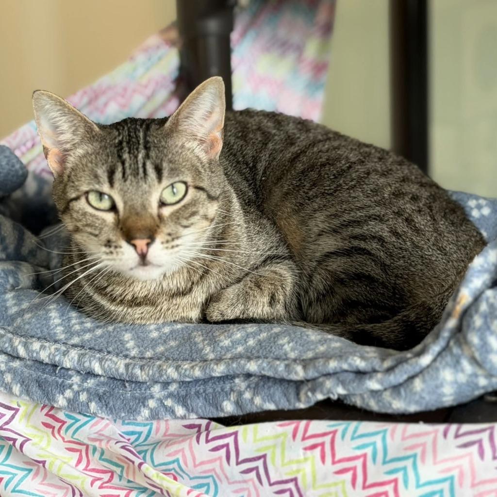 Tid Bit, a Adoptable mixed breed in Columbia, IL image 3/4