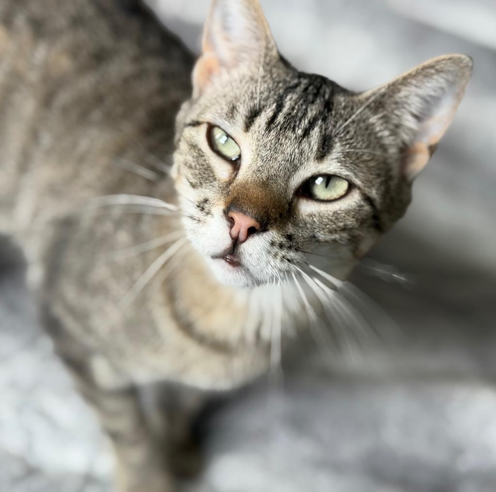 Tid Bit, a Adoptable mixed breed in Columbia, IL image 4/4