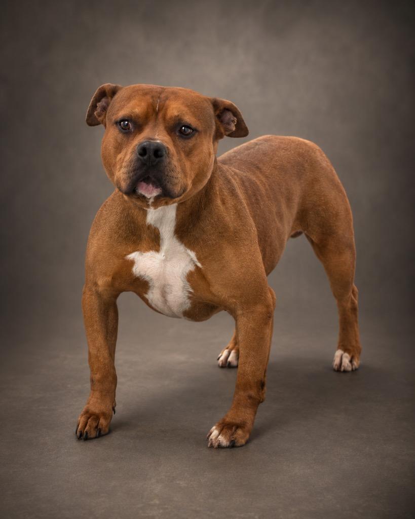 Enlarge Arnie, a Adoptable mixed breed in Cobden, IL image 1/1