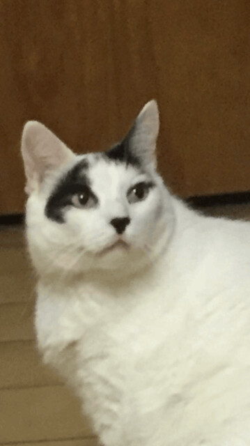 Enlarge Snowball, a Adopted mixed breed in Holmdel, NJ image 1/2