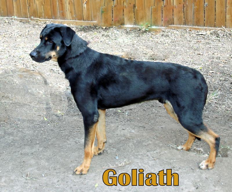 GOLIAH
