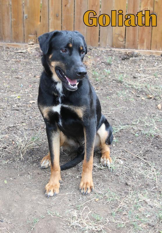 GOLIAH photo 4
