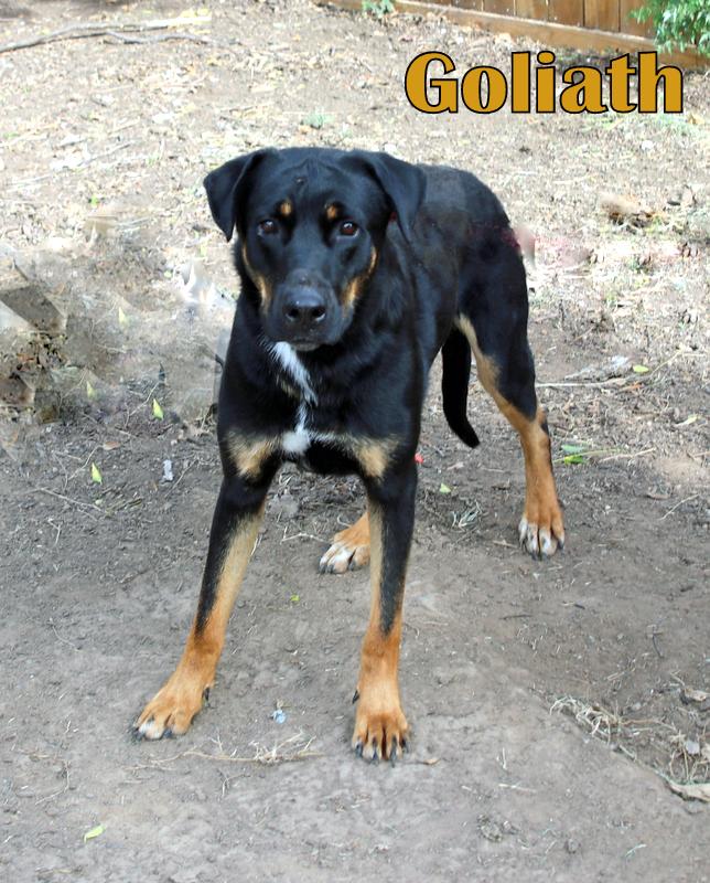 GOLIAH photo 5