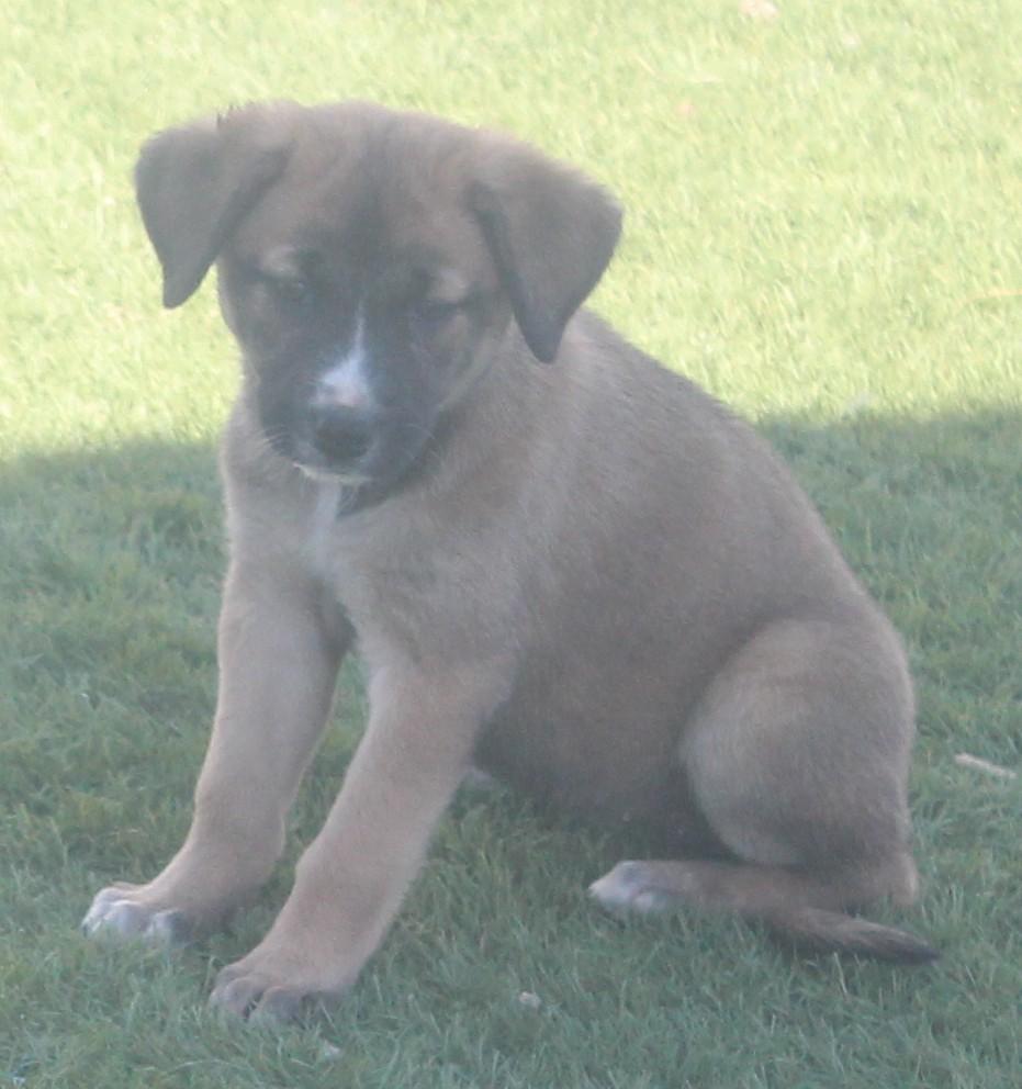 BARNY, a ADOPTABLE mixed breed in Wasco, CA image 5/6