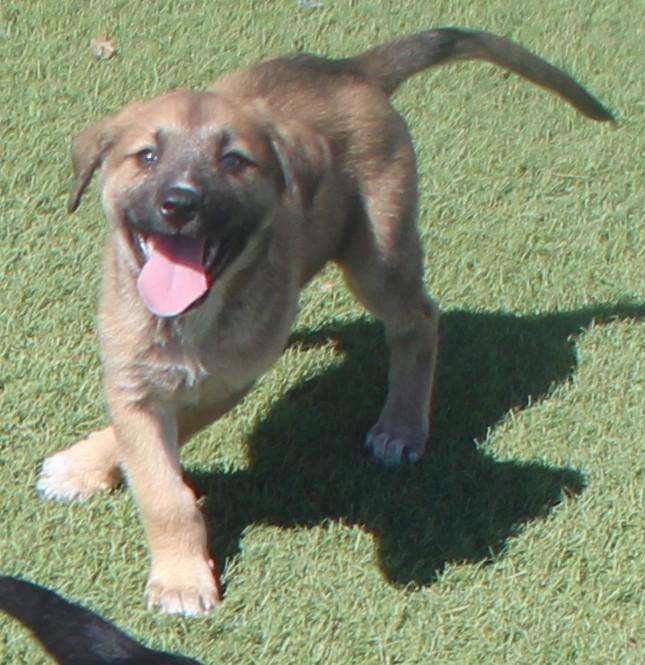 BARNY, a ADOPTABLE mixed breed in Wasco, CA image 2/6