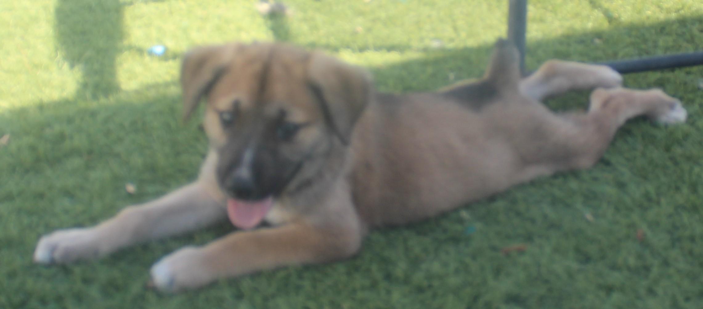 BARNY, a ADOPTABLE mixed breed in Wasco, CA image 1/6
