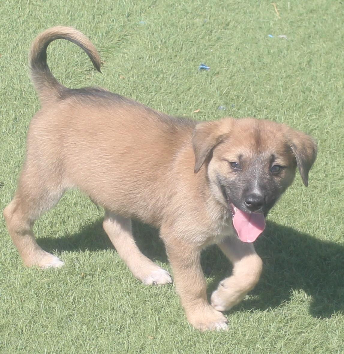 BARNY, a ADOPTABLE mixed breed in Wasco, CA image 3/6
