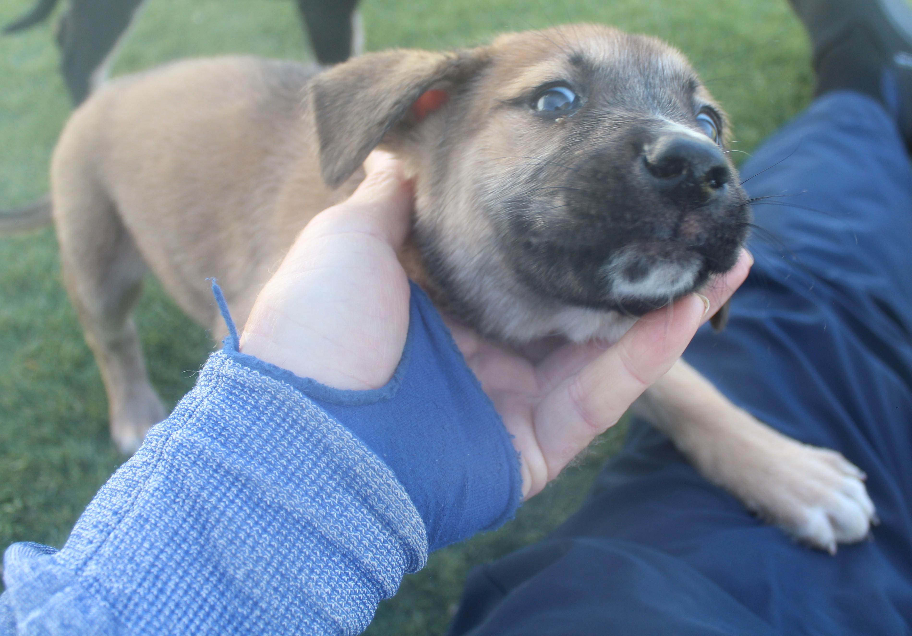 BARNY, a ADOPTABLE mixed breed in Wasco, CA image 4/6