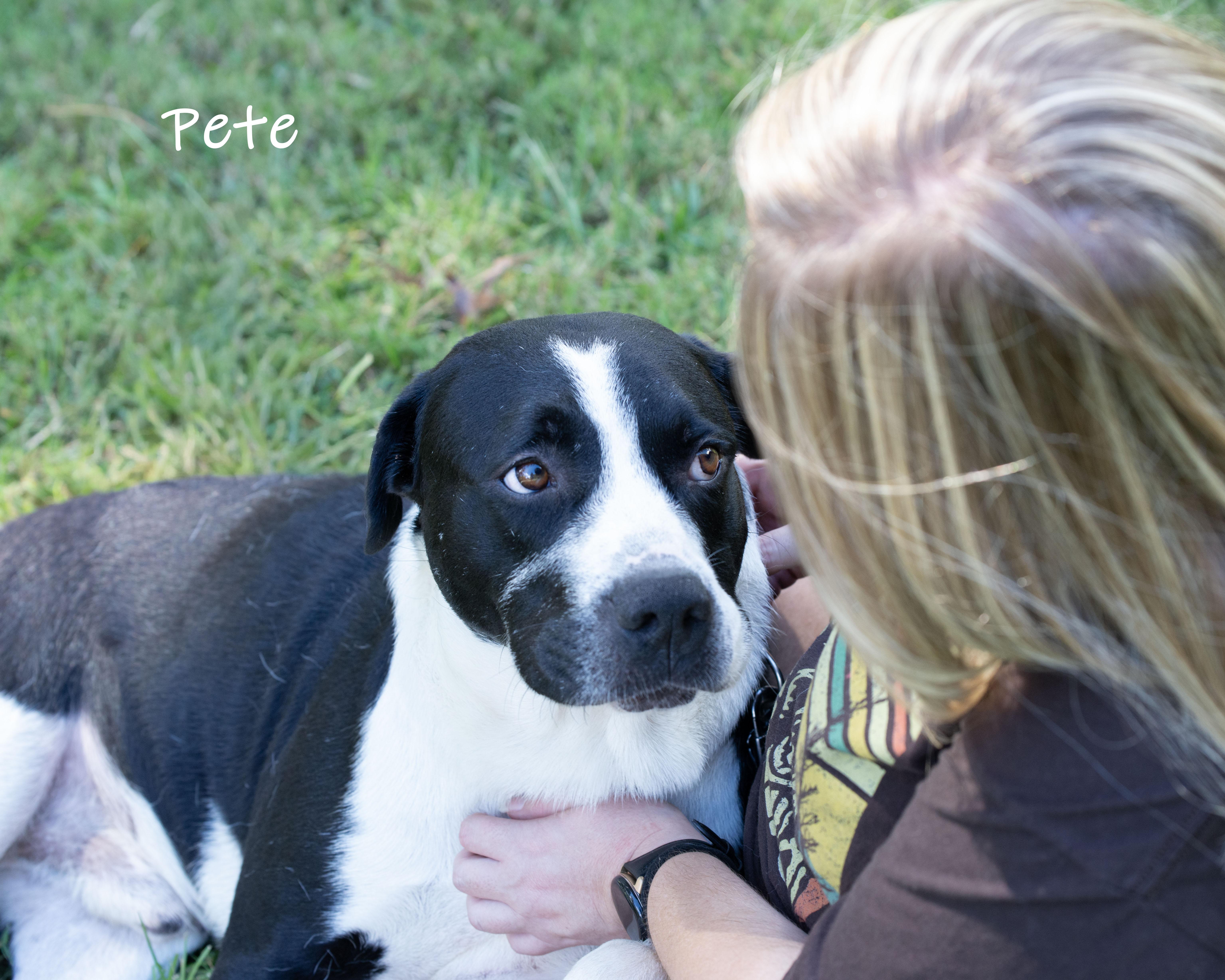 Enlarge Pete, an adopted mixed breed in Bishop, GA image 4/6