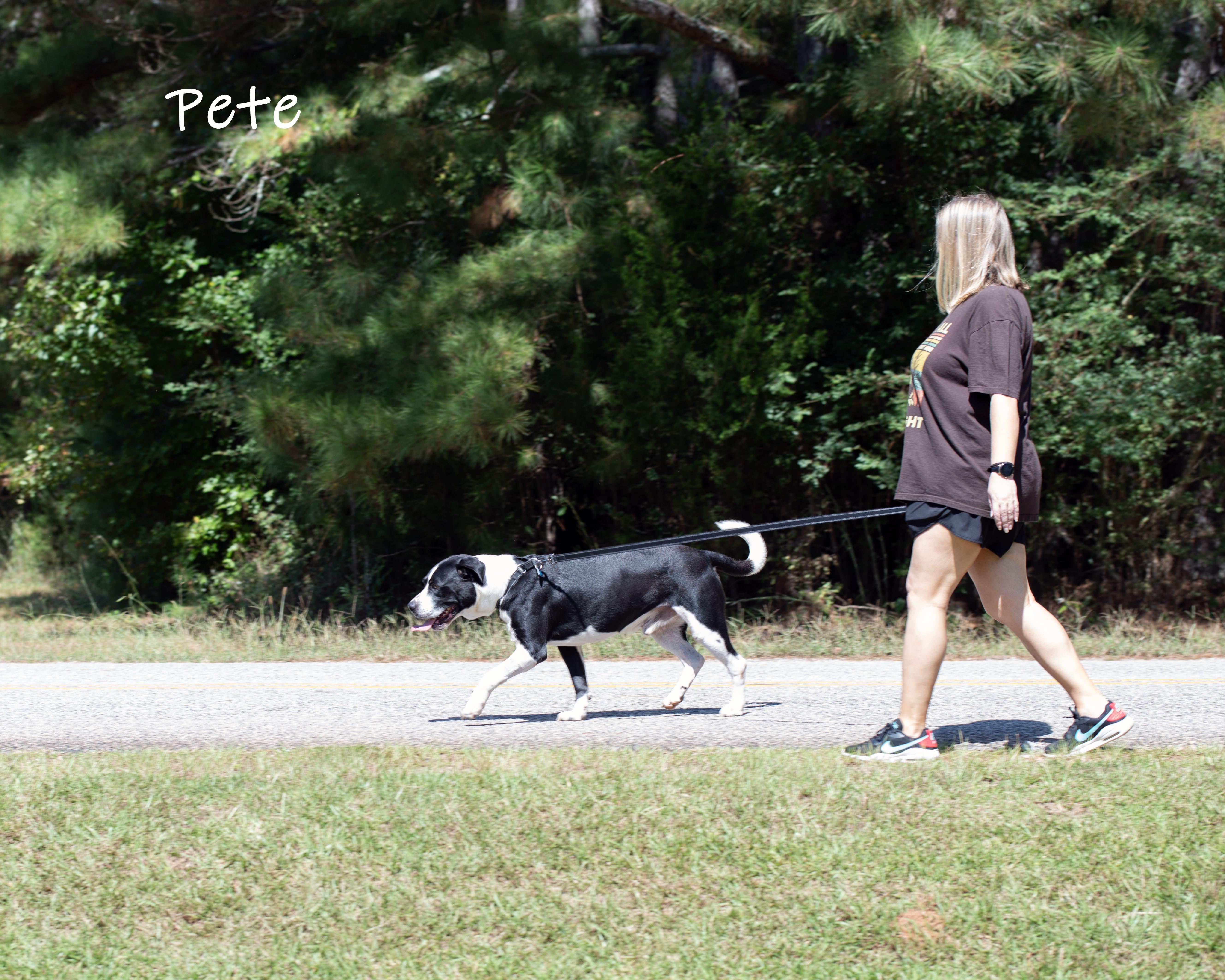 Enlarge Pete, an adopted mixed breed in Bishop, GA image 5/6