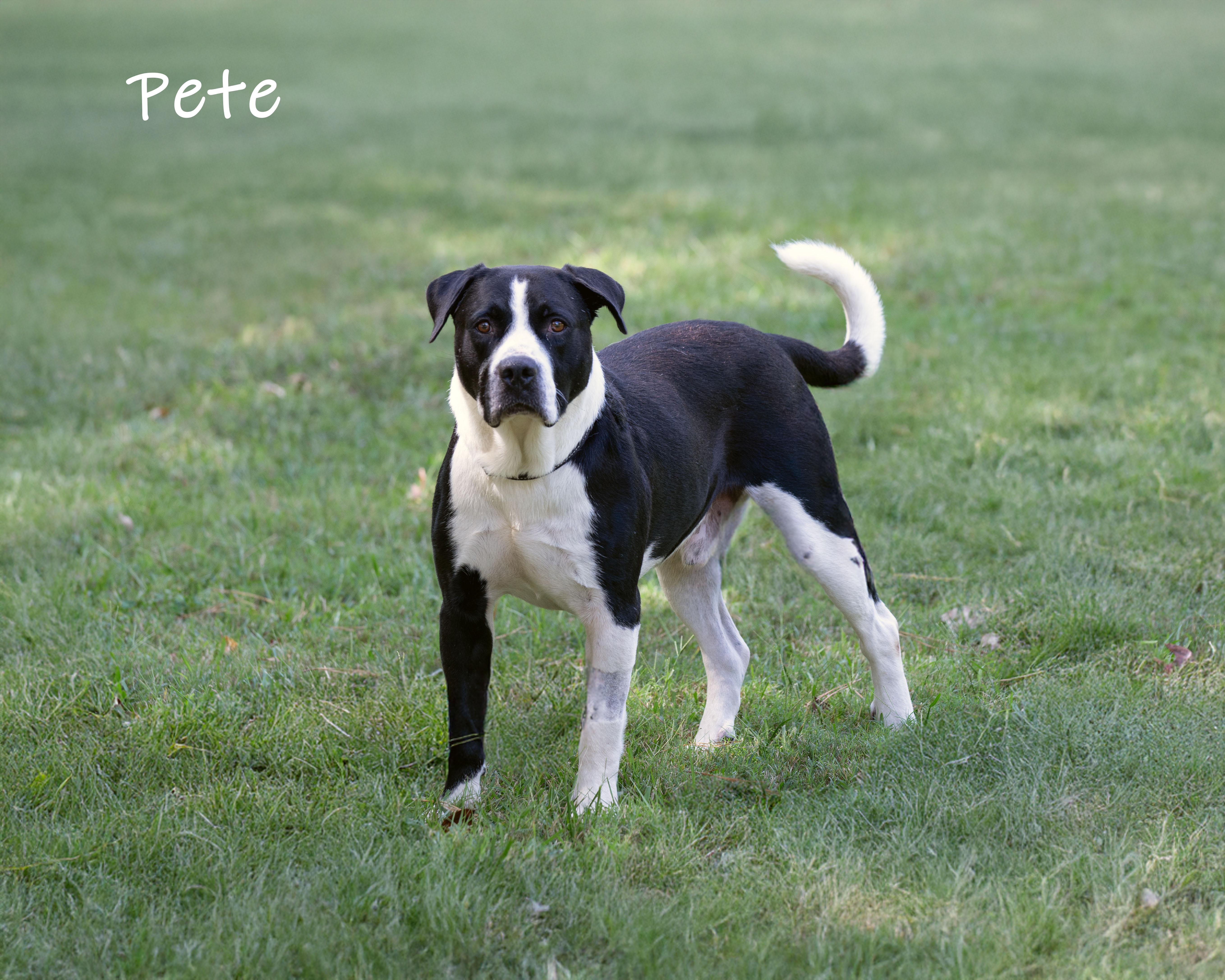 Enlarge Pete, an adopted mixed breed in Bishop, GA image 6/6