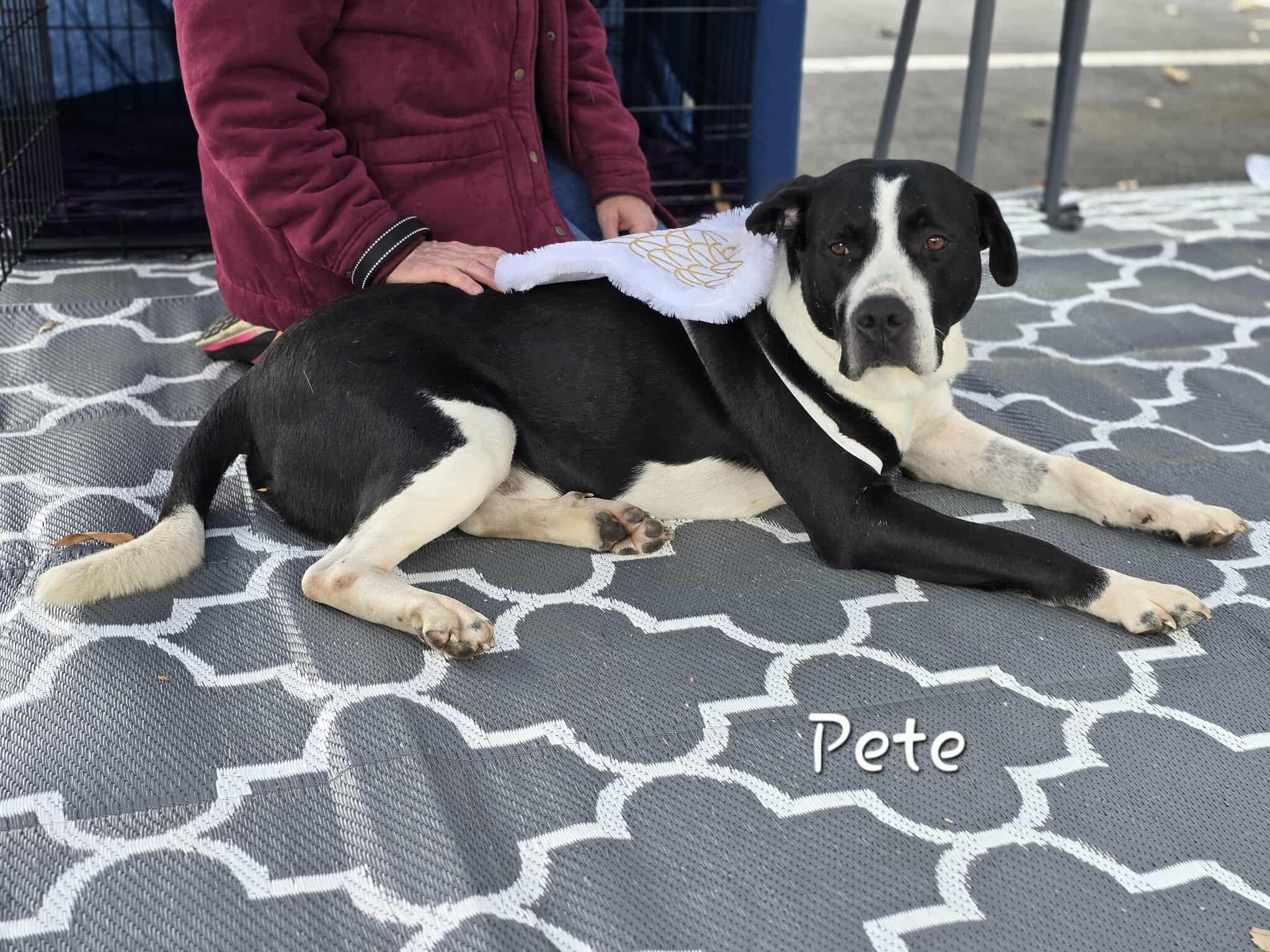 Enlarge Pete, an adopted mixed breed in Bishop, GA image 2/6