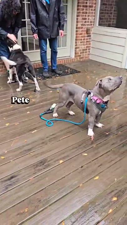 Enlarge Pete, an adopted mixed breed in Bishop, GA video 3/6